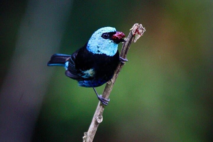 Mindo Cloud Forest Private Tour — Birding, Waterfalls & Chocolate from Quito photo 6