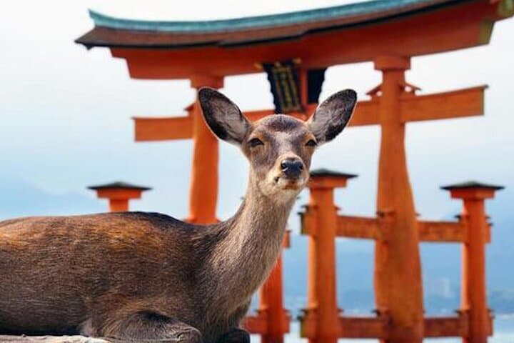 Hiroshima to Miyajima: Private Full-Day Cultural and Nature Tour with Local Guide