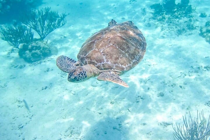 Private Half-Day Snorkel with Turtles and Cenote Jump Near Tulum