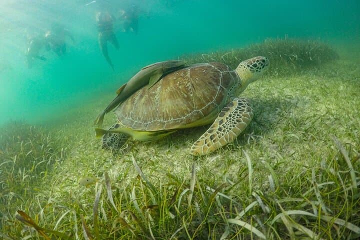Private Half-Day Snorkel with Turtles and Cenote Jump Near Tulum photo 2