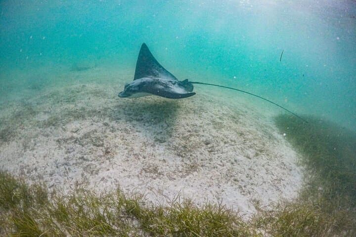 Private Half-Day Snorkel with Turtles and Cenote Jump Near Tulum photo 6