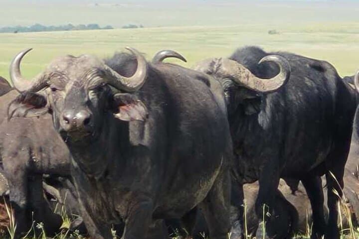 7-Day Kenya Safari: Tsavo, Amboseli, Naivasha & Maasai Mara Wildlife Circuit