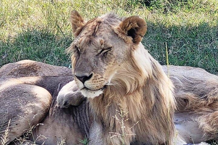 2-Day Tsavo East & Taita Hills Safari from Mombasa — Salt Lick Lodge Overnight