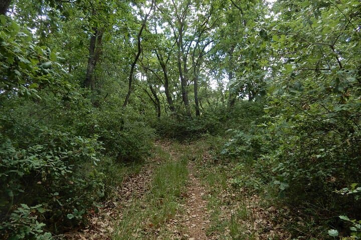 Querceti di Quasano: Oak-forest Walk on the Alta Murgia Near Bari photo 3