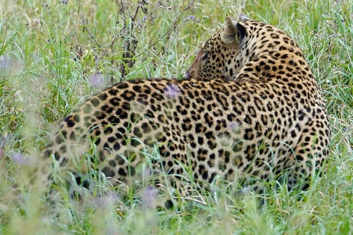 4-Day Private Safari to Tarangire, Serengeti and Ngorongoro (Fly In/Out from Zanzibar)