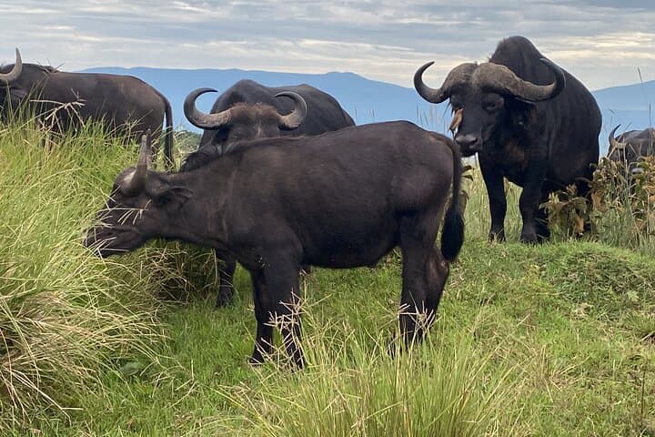 4-Day Private Safari to Tarangire, Serengeti and Ngorongoro (Fly In/Out from Zanzibar) photo 2