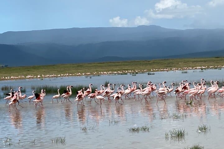 4-Day Private Safari to Tarangire, Serengeti and Ngorongoro (Fly In/Out from Zanzibar) photo 3