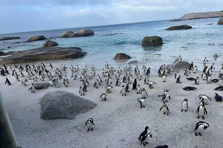 Cape Peninsula Day Tour: Table Mountain, Boulders Penguins & Cape of Good Hope photo 2