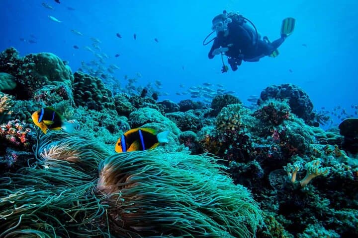 Cabo San Lucas 2-Tank Scuba Diving: Marine Park & The Corridor Highlights photo 2
