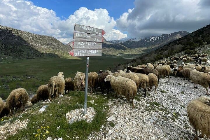 Shepherd's Hut Experience in Cajupi and Gjirokastër: A Day with Albanian Shepherds photo 5
