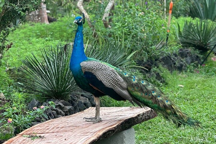 Full-Day Puerto Vallarta Botanical Garden & Horkenos River Tour photo 2