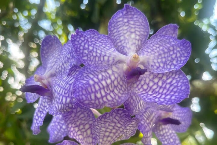 Full-Day Puerto Vallarta Botanical Garden & Horkenos River Tour photo 3