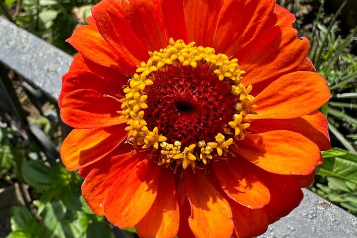 Full-Day Puerto Vallarta Botanical Garden & Horkenos River Tour photo 4