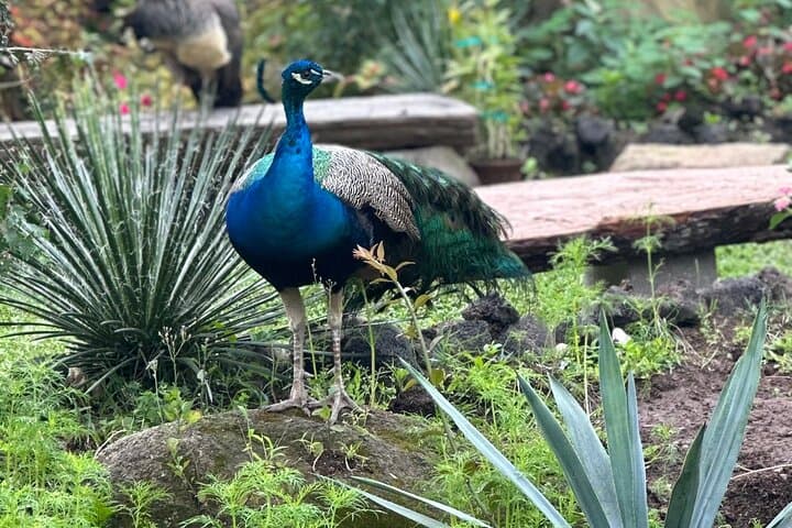 Half-Day Puerto Vallarta Botanical Garden Tour — Plants, History & River Swim photo 2