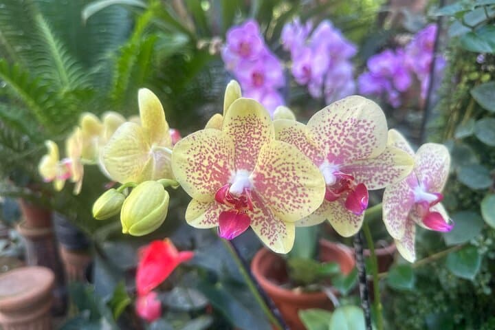 Half-Day Puerto Vallarta Botanical Garden Tour — Plants, History & River Swim photo 4
