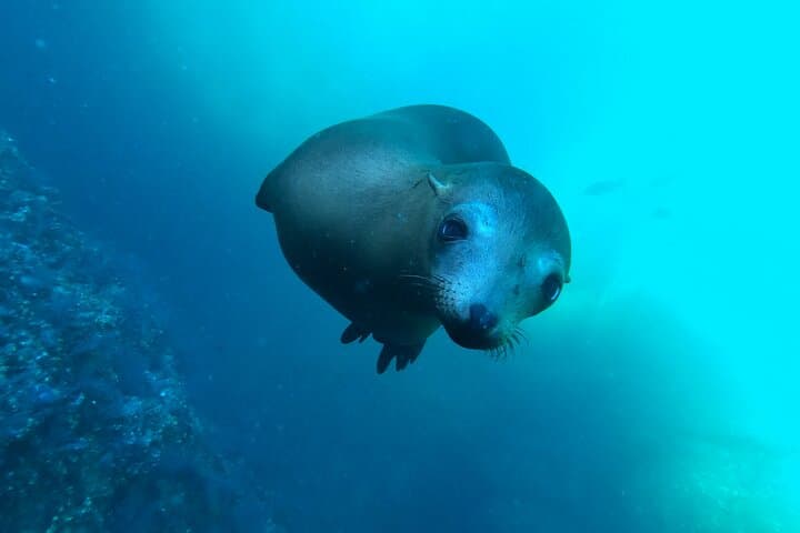 Espiritu Santo Island & Sea Lions Snorkeling Day Trip from La Paz