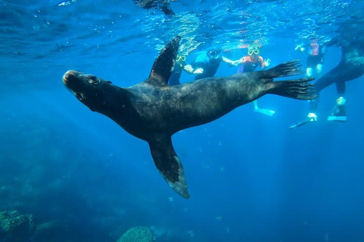 Espiritu Santo Island & Sea Lions Snorkeling Day Trip from La Paz photo 3