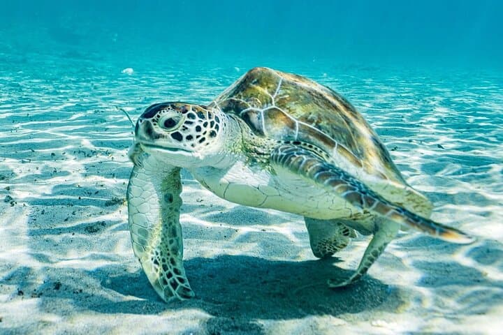 Snorkel with Sea Turtles at Playa Grandi and Kenepa Grandi — Curaçao Day Trip