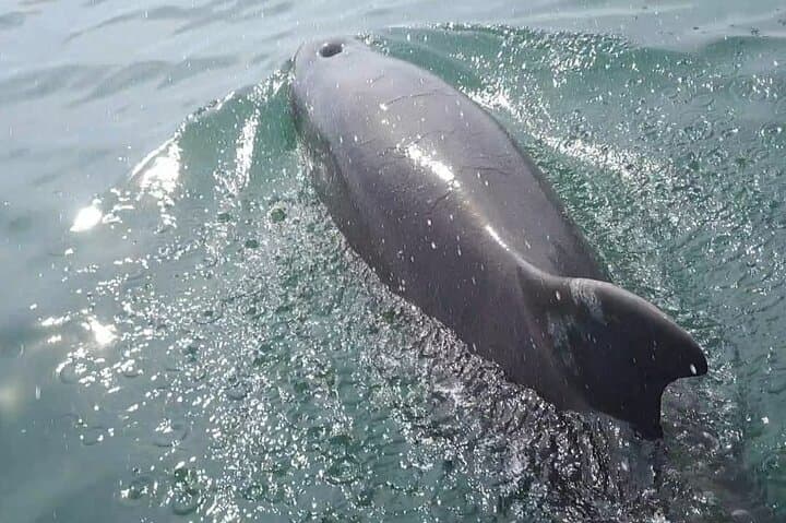 Tortuga Island Day Trip with Snorkeling from Puntarenas photo 3