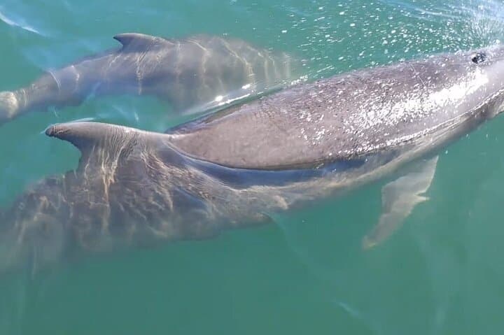 Tortuga Island Day Trip with Snorkeling from Puntarenas photo 4