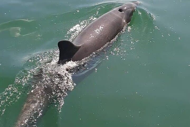 Tortuga Island Day Trip with Snorkeling from Puntarenas photo 5