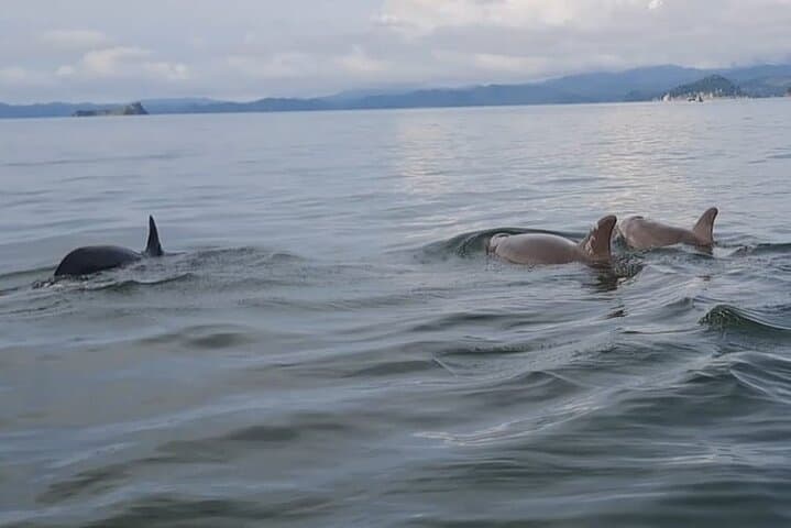 Tortuga Island Day Trip with Snorkeling from Puntarenas photo 6