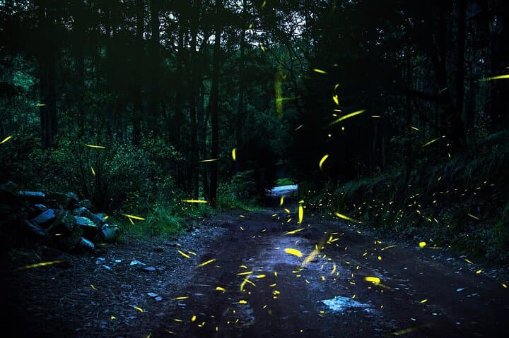 Private Night Tour to Firefly Sanctuary from Mexico City — Guided Walk & Return Transfer photo 3