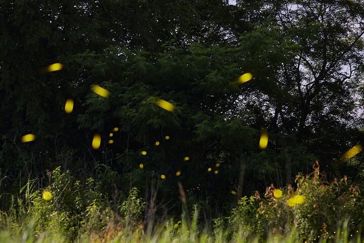 Private Night Tour to Firefly Sanctuary from Mexico City — Guided Walk & Return Transfer photo 4