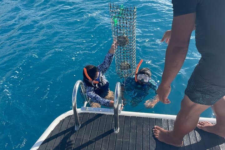 Harvesting the Black Pearl: Bora Bora Pearl Farm Snorkel & Oyster Opening photo 3