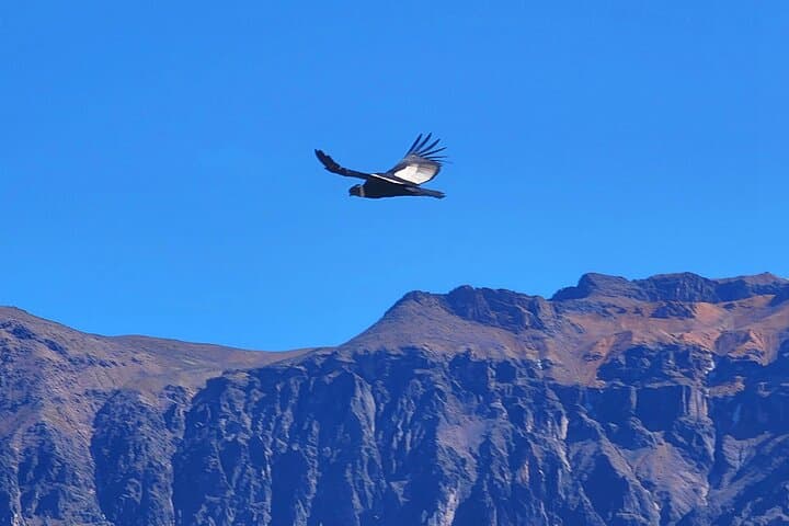 2-Day Colca Canyon Tour: Condors, Hot Springs and Puno Transfer photo 5