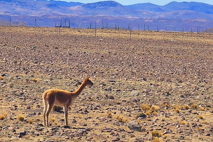 2-Day Colca Canyon Tour: Condors, Hot Springs and Puno Transfer photo 6