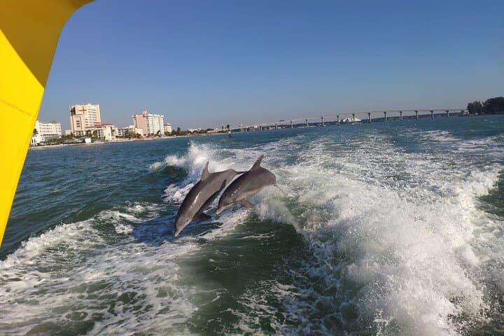 Orlando to Clearwater Beach: Dolphin Cruise & Beach Day Trip photo 4
