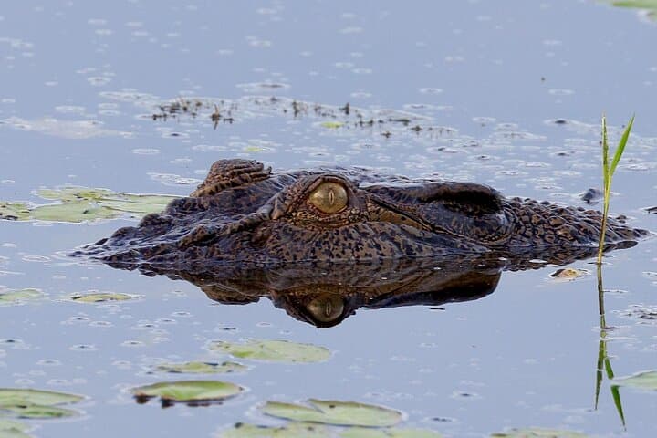 Fogg Dam Wetlands & Humpty Doo Wildlife Tour from Darwin photo 5