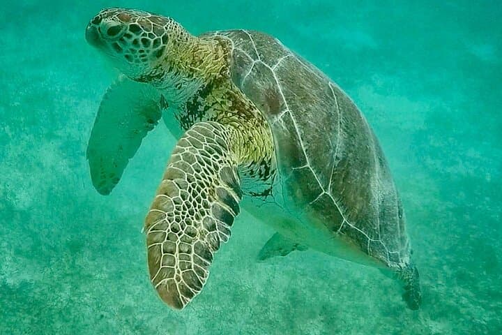 Swim with Turtles & Explore a Cenote: Akumal Private Snorkel Tour photo 6