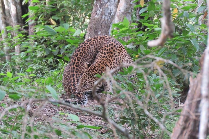 Yala National Park Full-Day Safari: Leopard Encounters & Coastal Wilderness photo 2