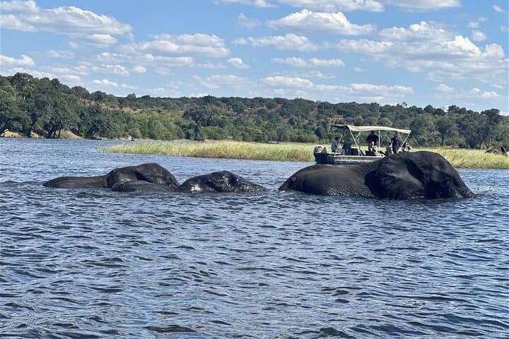 Chobe Safari Day Trip from Livingstone: River Cruise & Game Drive