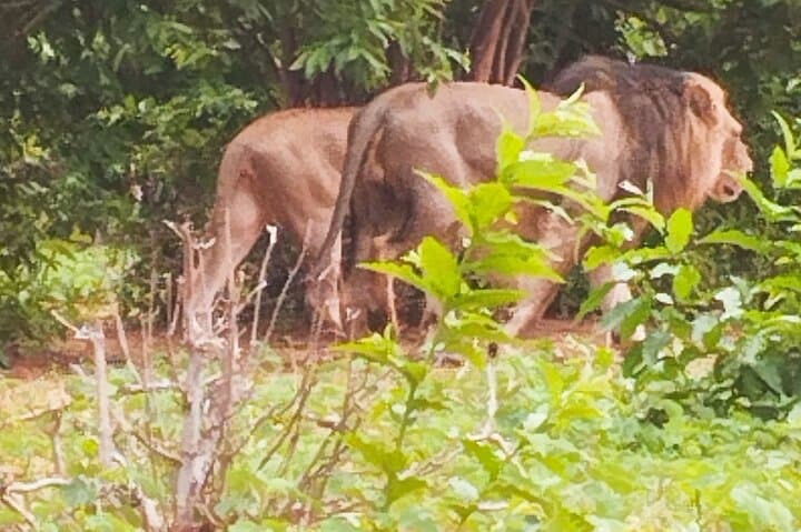 Chobe Safari Day Trip from Livingstone: River Cruise & Game Drive photo 2