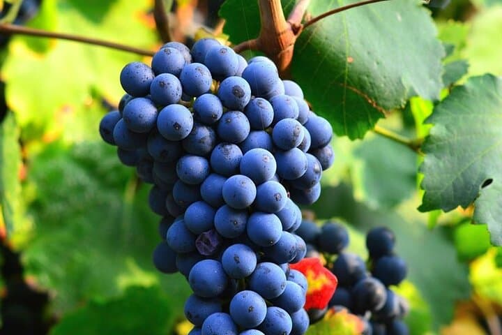 Faugères Vineyards Day Trip with Picnic from Béziers — Wine Tasting & Mill Visit photo 2