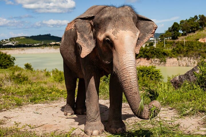Mini Elephant Nature at Bukit Elephant Park — Ethical Elephant Encounter & Thai Culture near Phuket photo 2