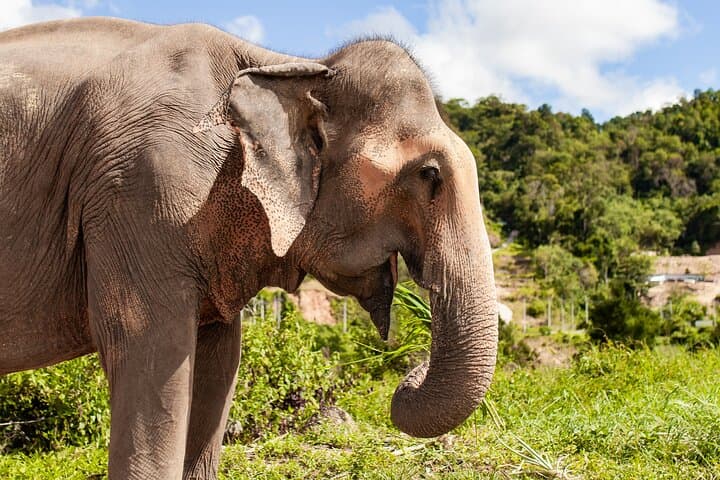 Mini Elephant Nature at Bukit Elephant Park — Ethical Elephant Encounter & Thai Culture near Phuket photo 3