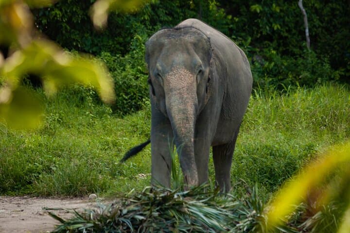 Mini Elephant Nature at Bukit Elephant Park — Ethical Elephant Encounter & Thai Culture near Phuket photo 4
