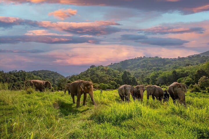 Mini Elephant Nature at Bukit Elephant Park — Ethical Elephant Encounter & Thai Culture near Phuket