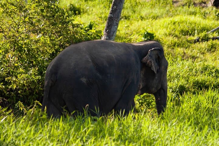 Mini Elephant Nature at Bukit Elephant Park — Ethical Elephant Encounter & Thai Culture near Phuket photo 5