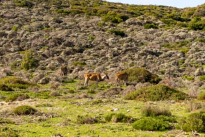 Half-Day Cape Peninsula Tour — Chapman’s Peak, Cape Point & Boulders Beach photo 2