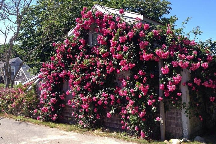 Historical Tour of Nantucket: 90-Minute Bus and Van Island Overview photo 4