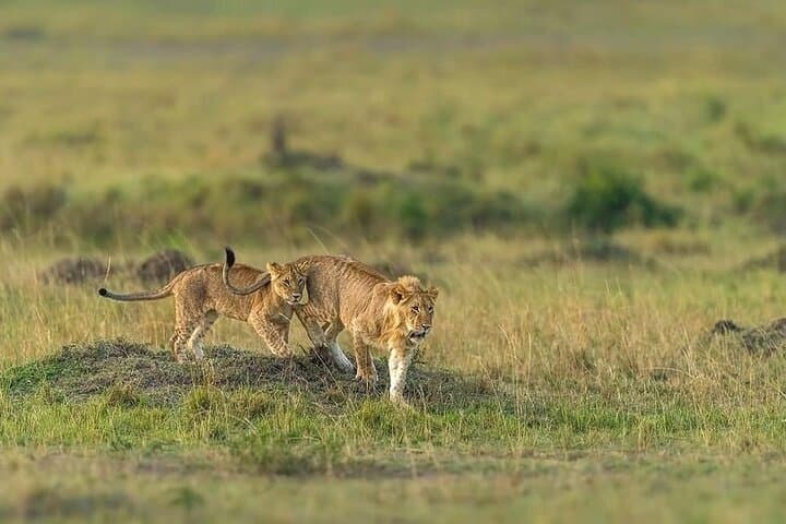 3-Day Group Camping Safari: Tarangire, Ngorongoro & Lake Manyara photo 3