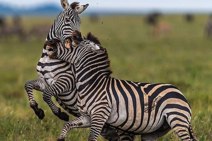 3-Day Group Camping Safari: Tarangire, Ngorongoro & Lake Manyara photo 4