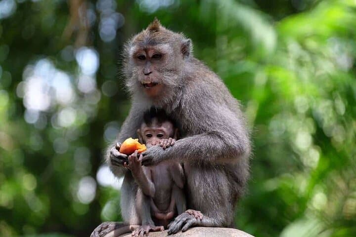 Ubud Cultural and Nature Full-Day Tour — ARMA, Monkey Forest & Tegenungan Waterfall photo 2