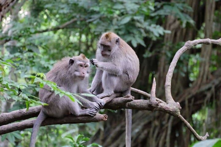 Ubud Cultural and Nature Full-Day Tour — ARMA, Monkey Forest & Tegenungan Waterfall photo 3