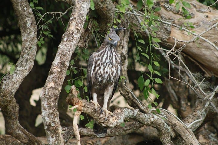 Yala National Park Full-Day Safari — High Chances to See Leopards & Elephants photo 4